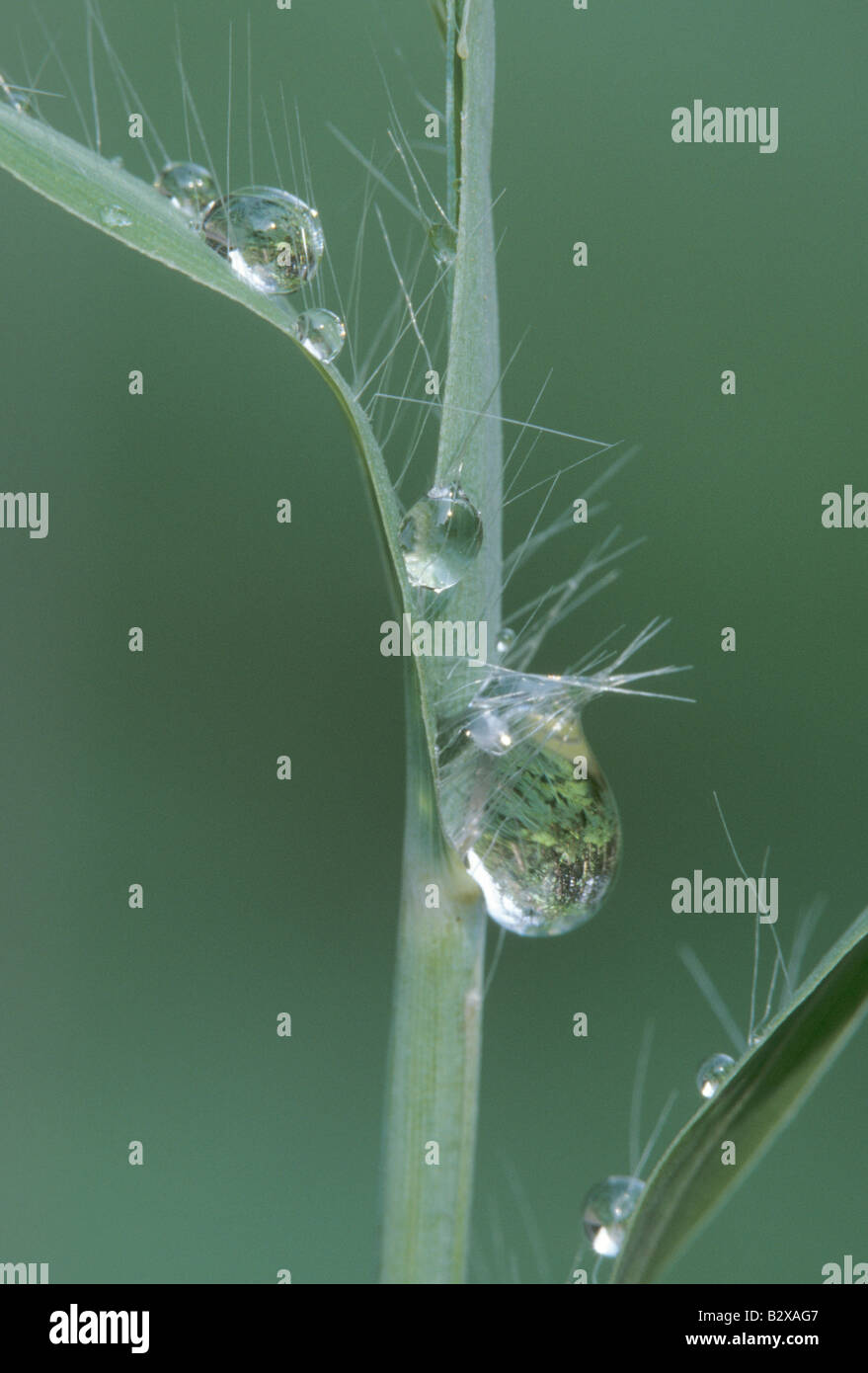 Dew drops on Little Bluestem, Andropogon scoparius Stock Photo