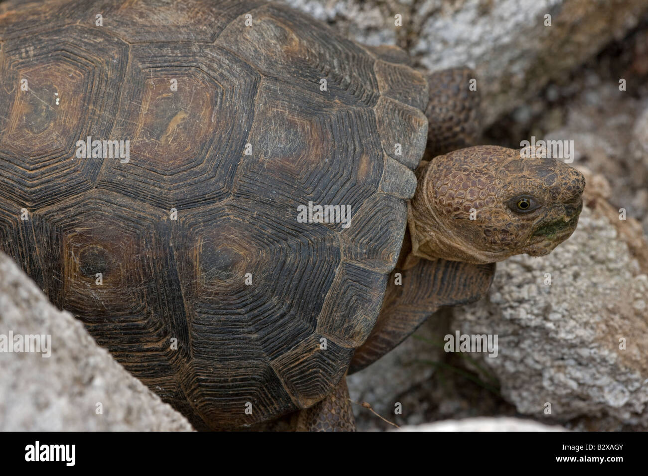 Desert Tortoise (Gopherus agassizii ) Arizona - A completely terrestrial desert species Stock Photo