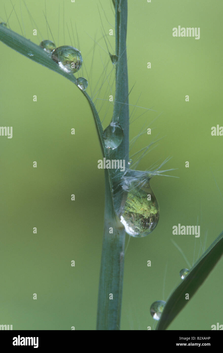 Dew drops on Little Bluestem, Andropogon scoparius Stock Photo
