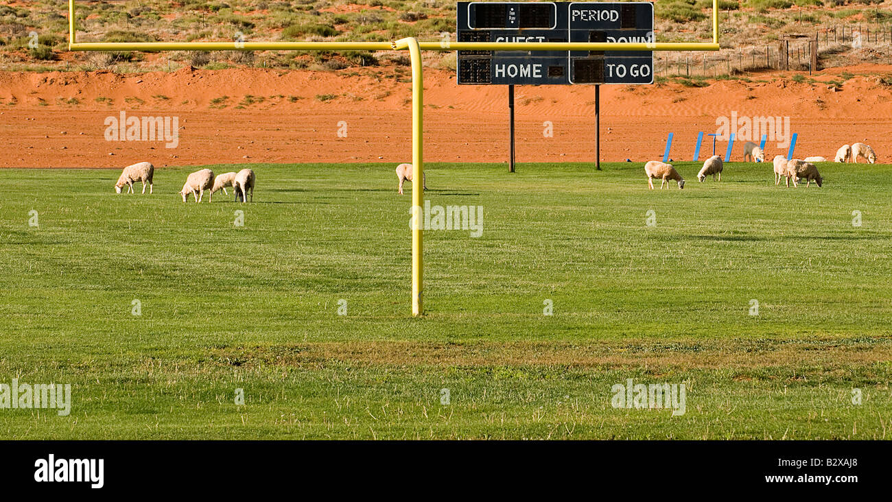 sheep and llamas graze on grass on a football field at Monument Valley high school in Monument Valley Utah Stock Photo