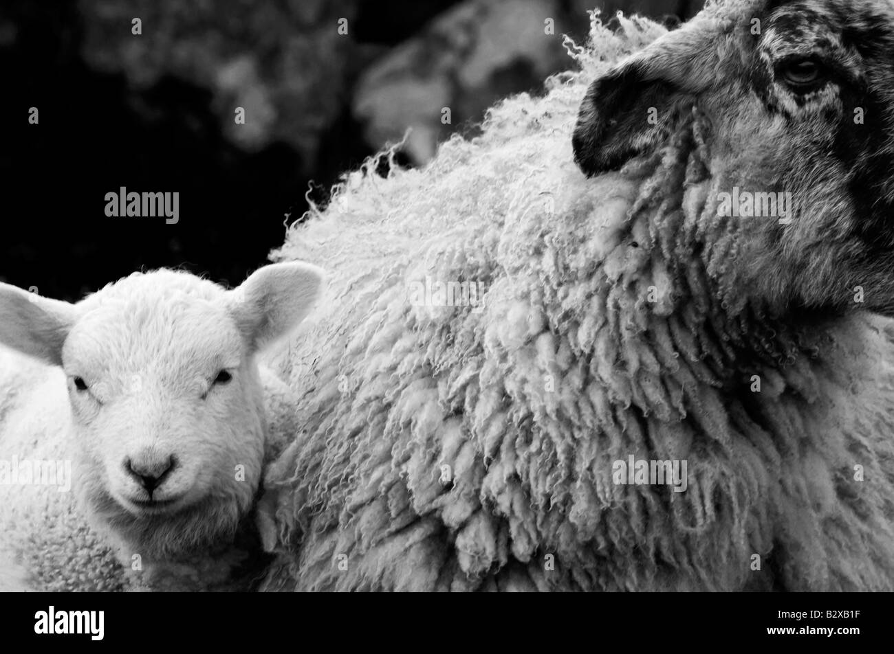 Lamb and ewe Stock Photo