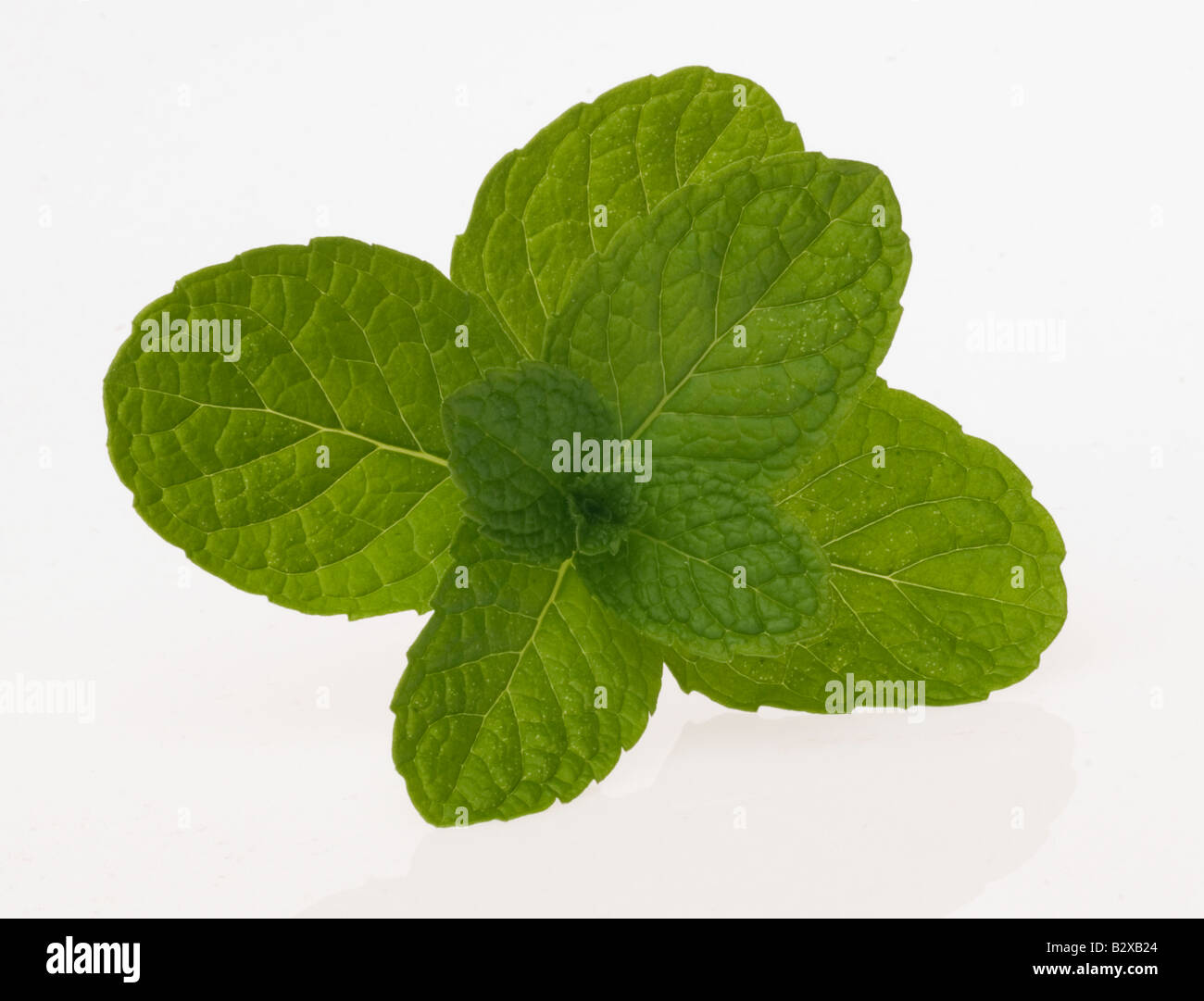 Sprig of mint Stock Photo