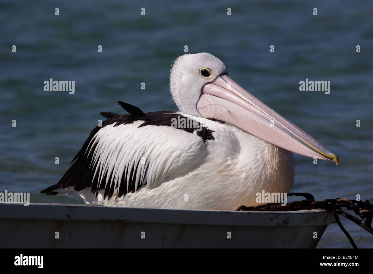 Pelican sitting on boat hi-res stock photography and images - Alamy