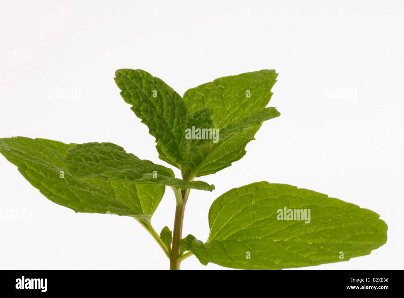 sprig of mint Stock Photo