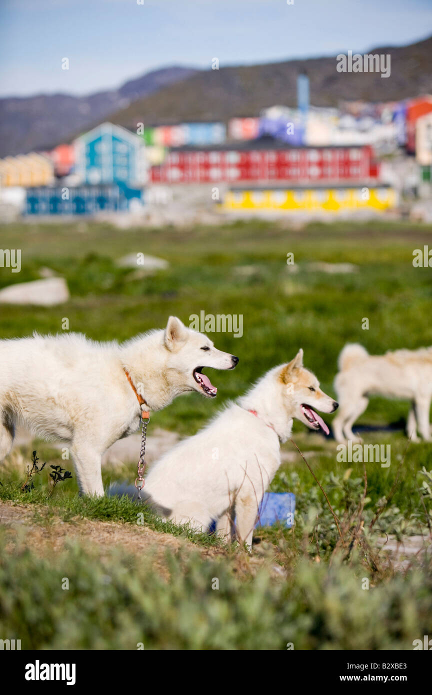 Inuit husky sales