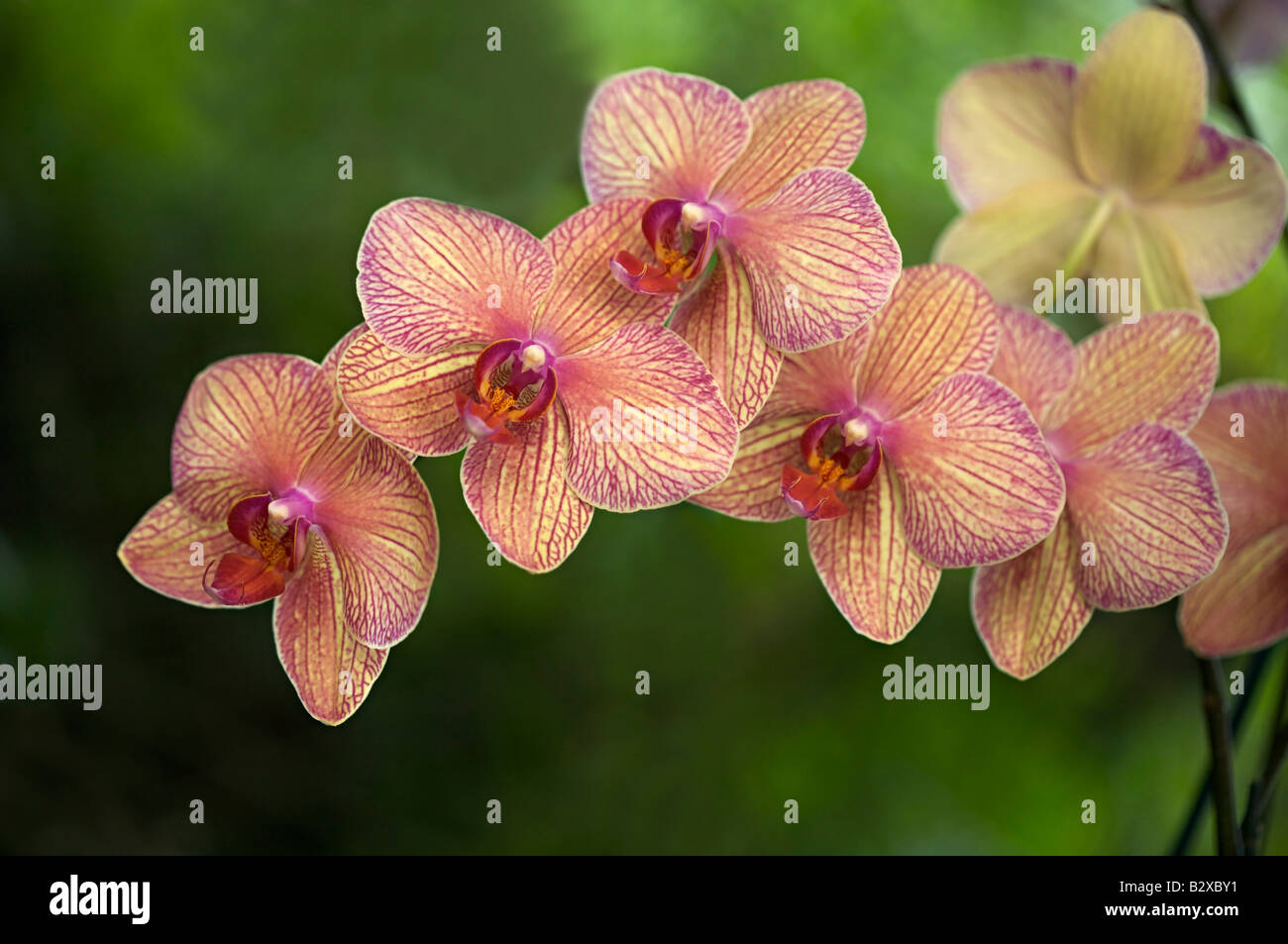 Close up of moth orchid in Barbados Orchid World, St. George Parish, 'West Indies' Stock Photo