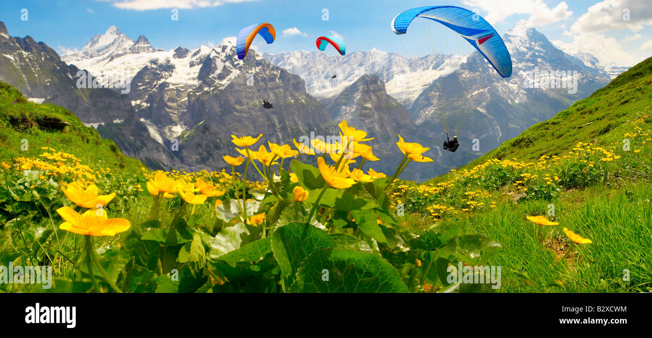 Alpine Marsh Marigolds (Caltha palustris) with Paragliders and the Eiger mountain behind. Alps, Switzerland Stock Photo
