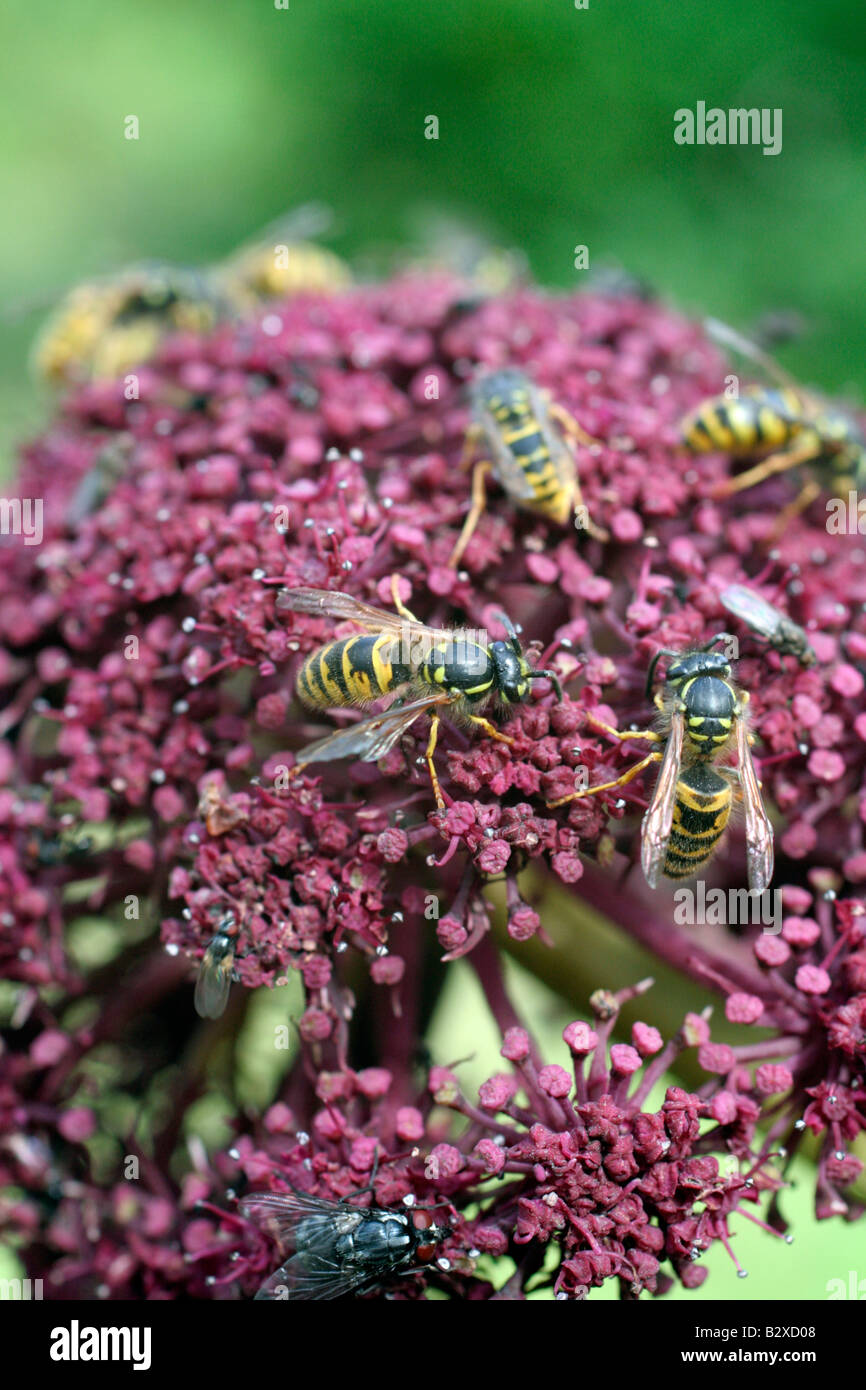 WASPS AND FLIES ARE ATTRACTED TO ANGELICA GIGAS IN LARGE NUMBERS Stock Photo
