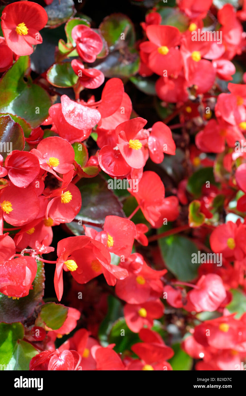 Begonia super olympia annual bedding summer red hires stock
