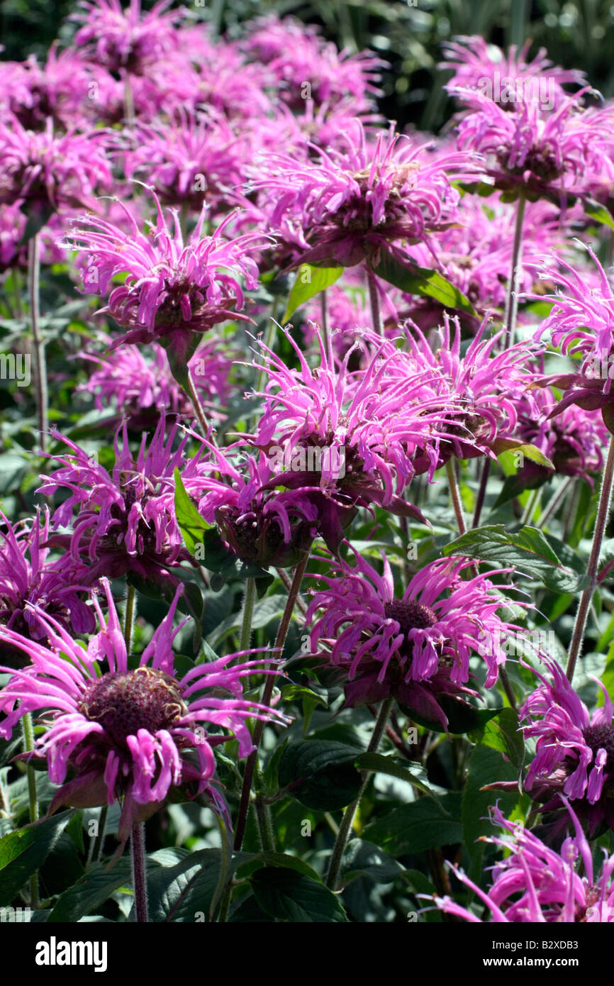 MONARDA VIOLET QUEEN Stock Photo - Alamy