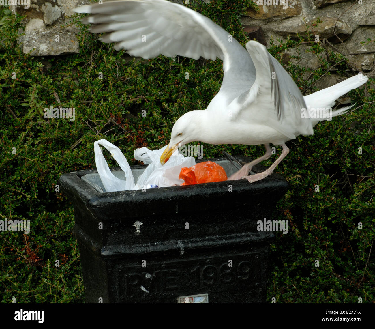 A seagull feeding on rubbish from a bin Stock Photo
