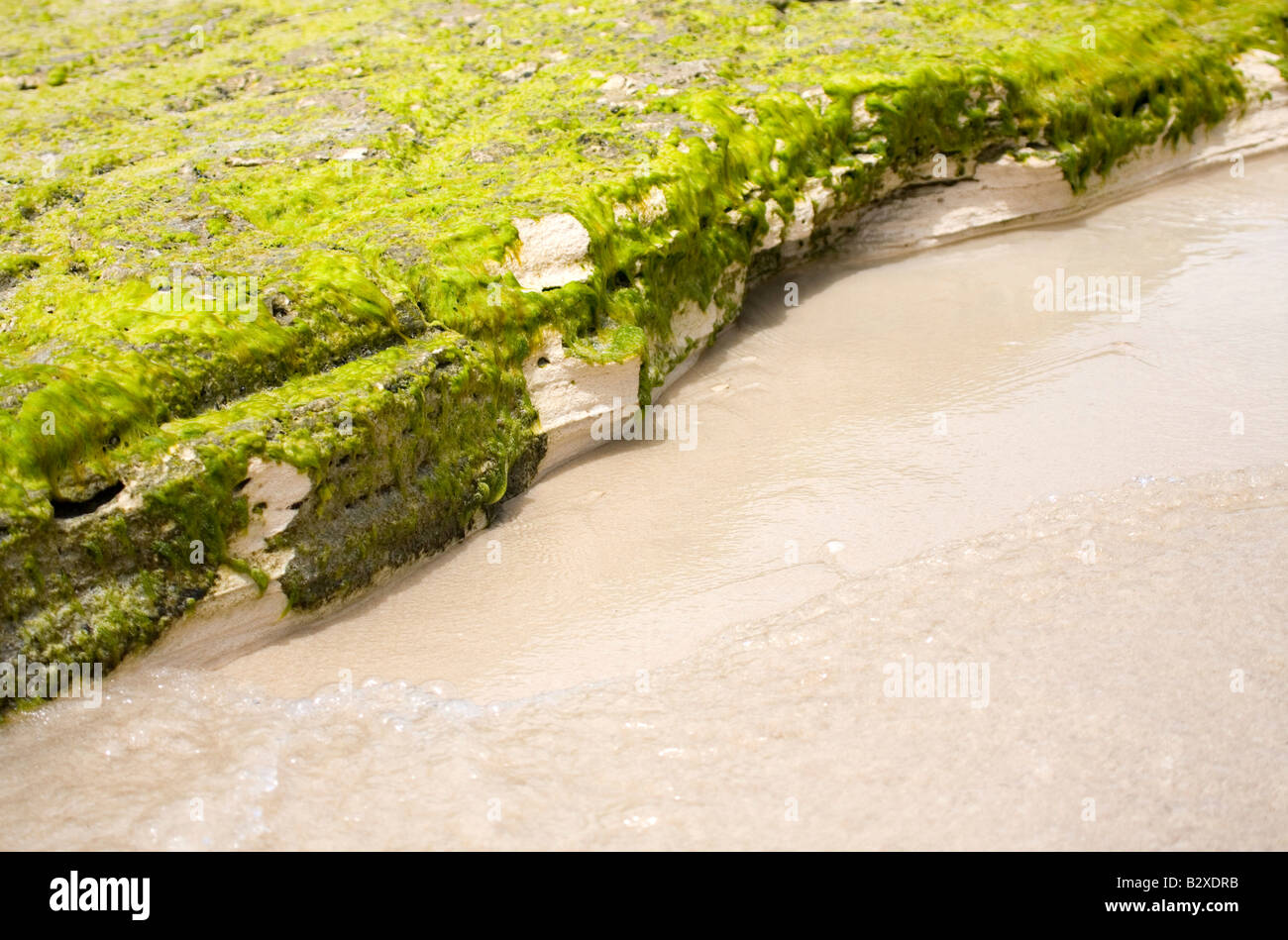 Rocks and algae on the beach Stock Photo - Alamy