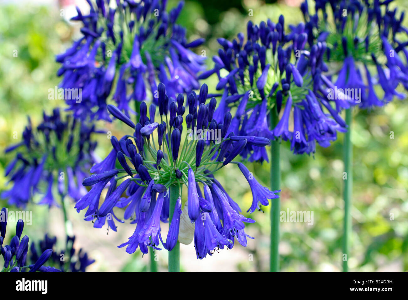 AGAPANTHUS QUINK DROPS Stock Photo
