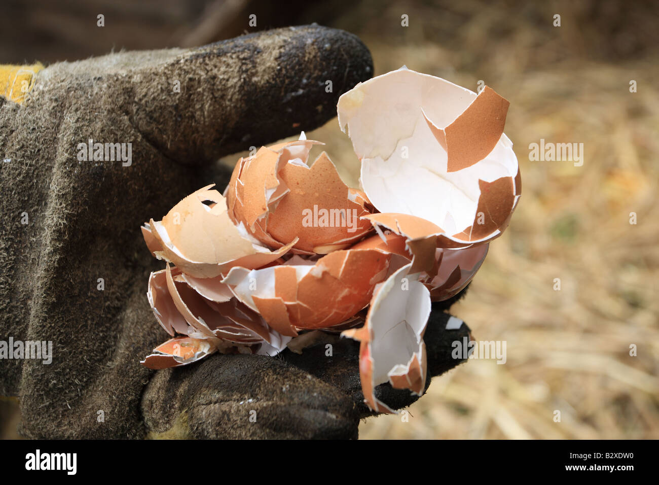 FILLING A COMPOST BIN EGG SHELLS CAN BE COMPOSTED Stock Photo Alamy