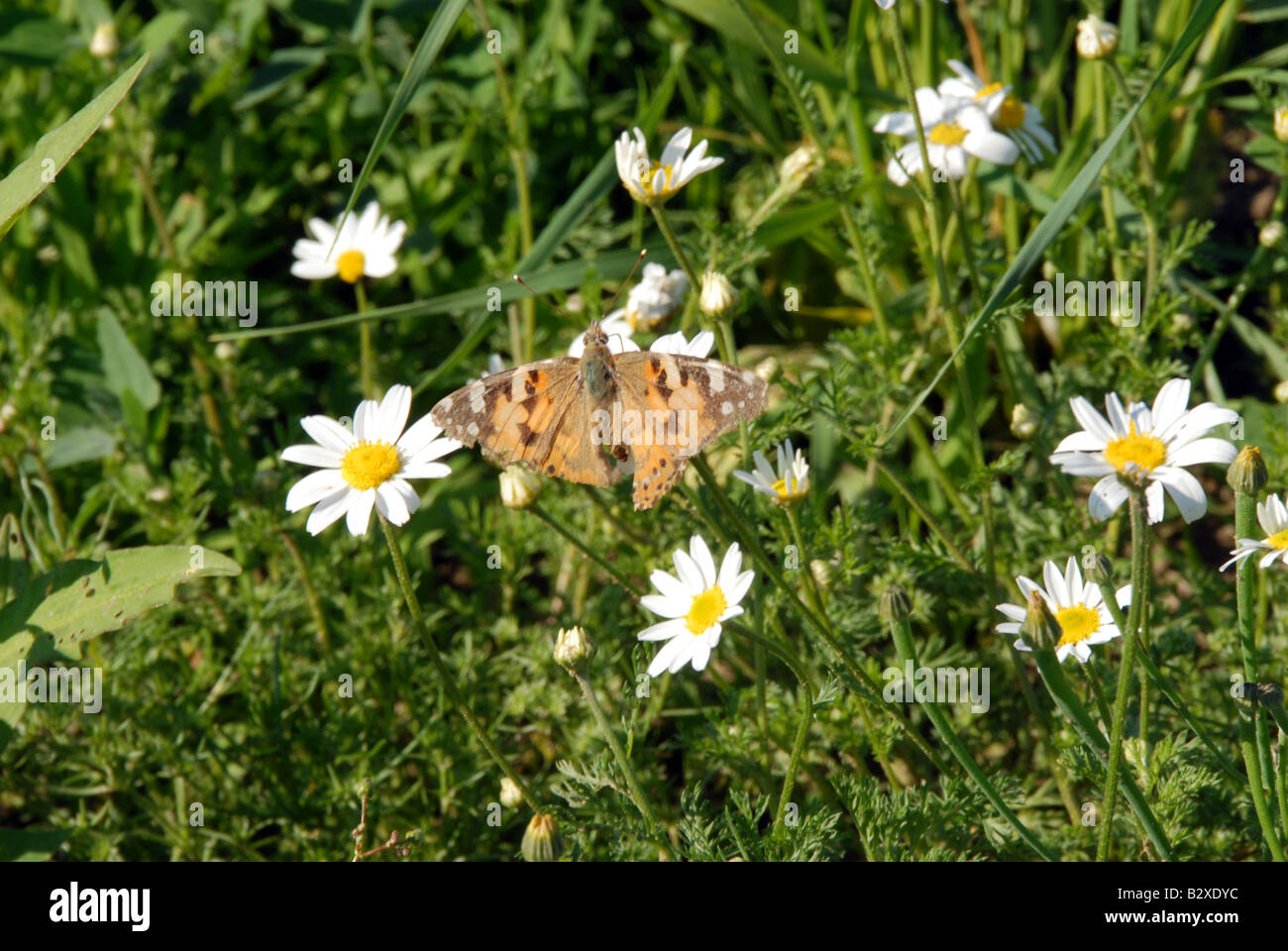 butterfly on the heather field in summer sunlight Stock Photo