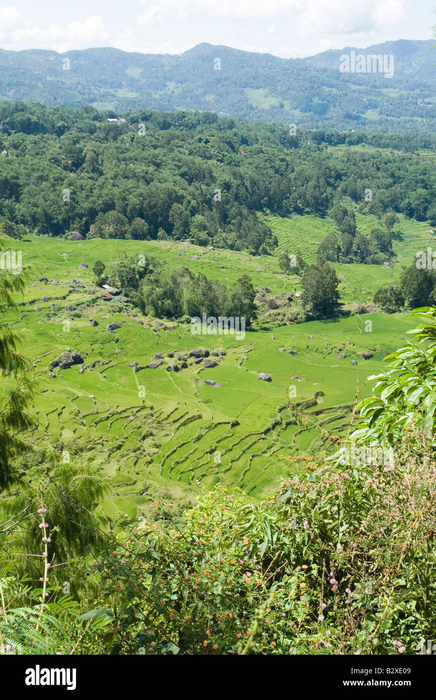 Terraced paddy fields in the neighbourhood of Batutumonga (Sulawesi). Rizières en terrasse aux environs de Batutumonga.Indonésie Stock Photo