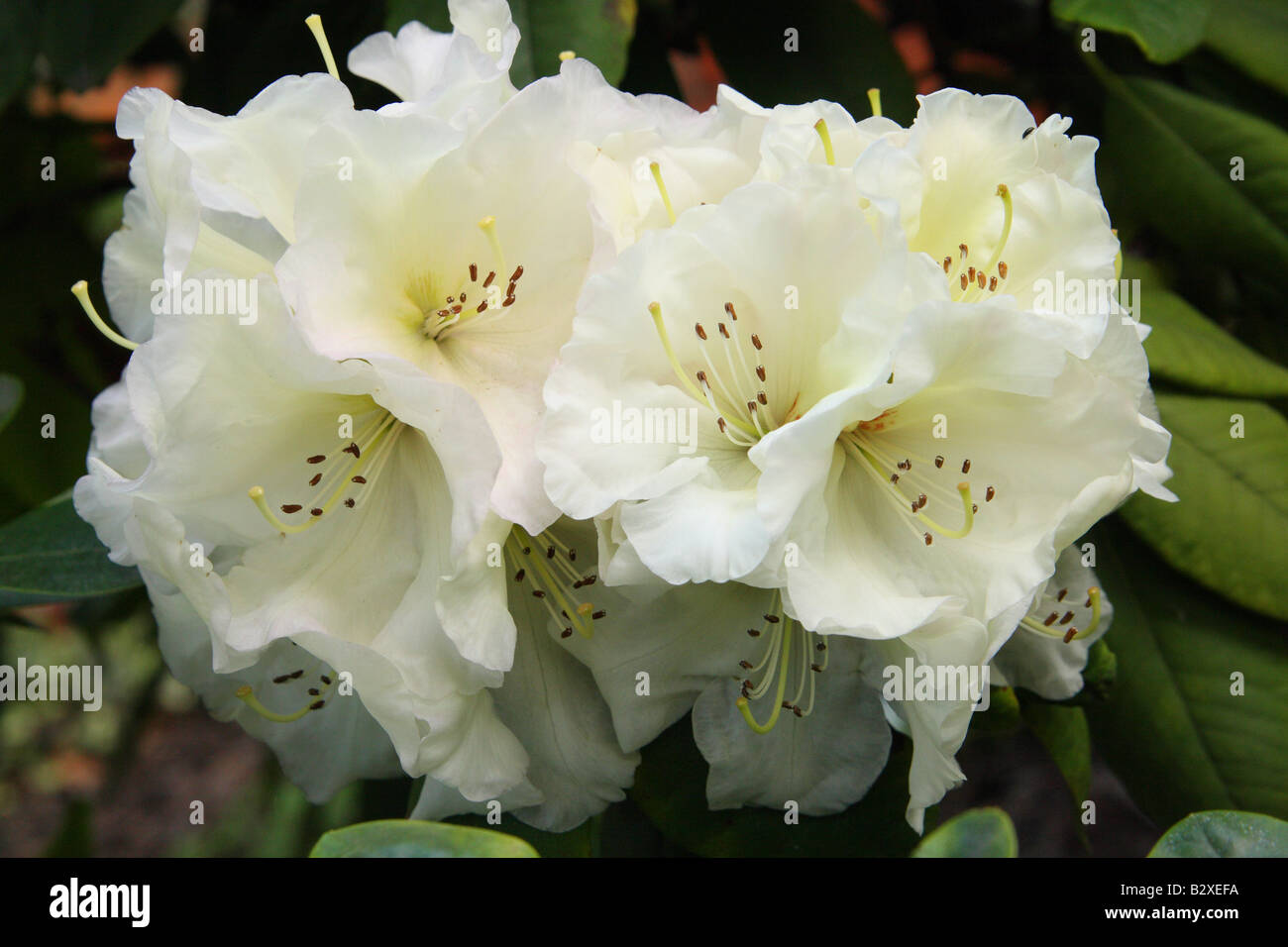 White rhododendron 'Adriaan Koster' flowers blooming Stock Photo