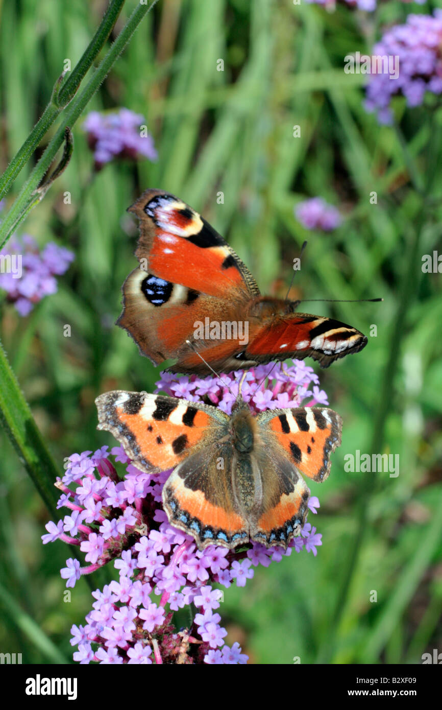 SMALL TORTOISESHELL AGLAIS URTICAE ATTRACTED TO SOME EMINENCE FROM THE PEACOCK BUTTERFLY INACHIS IO Stock Photo