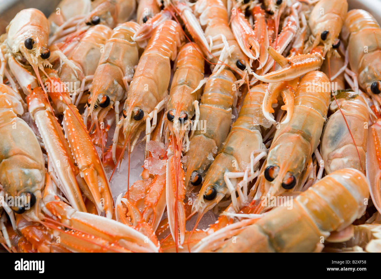 fresh caught cardigan bay langoustine seafood [also known as Norway lobster] Stock Photo