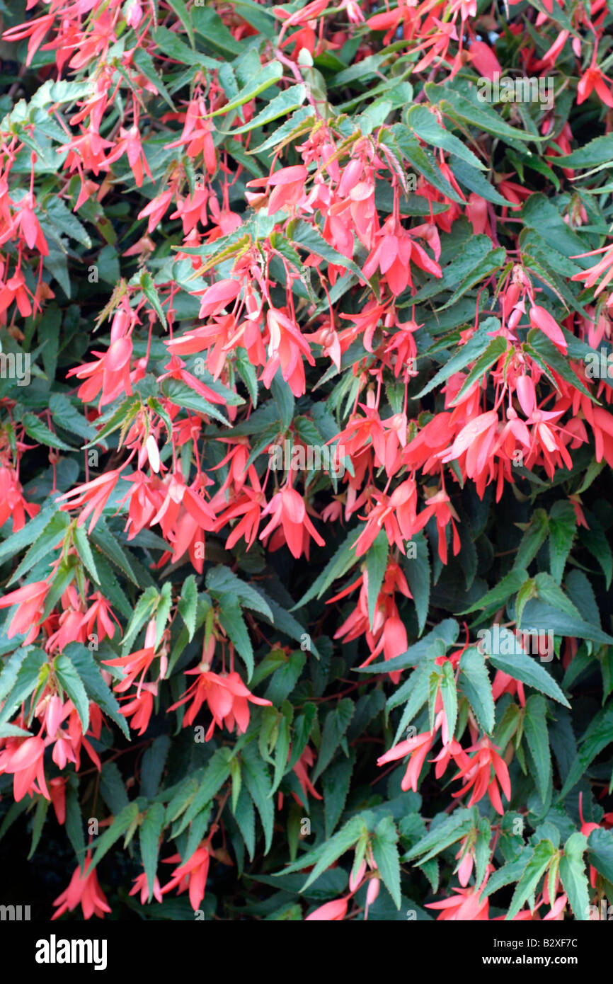 A FLOWERING WALL OF BEGONIA Stock Photo