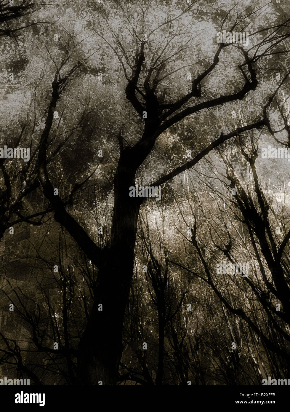 Dark Tree Color Dark moods hi-res stock photography and images - Alamy