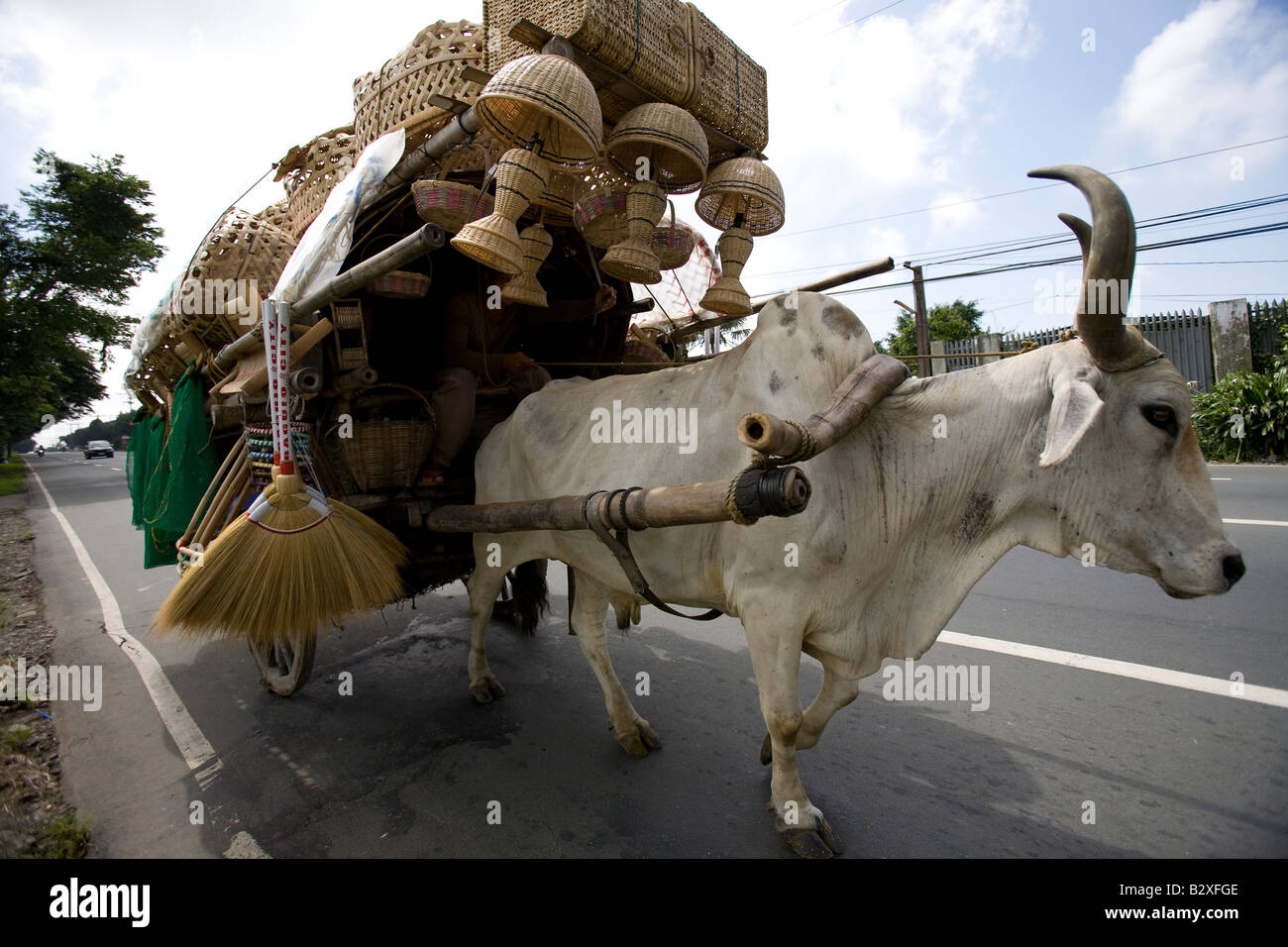 Ox philippines hires stock photography and images Alamy