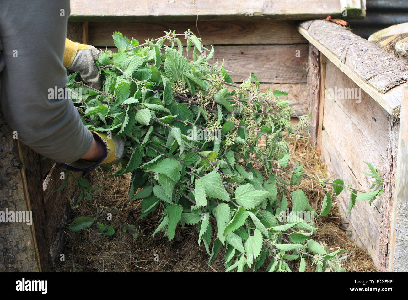 Freshlycut hires stock photography and images Alamy