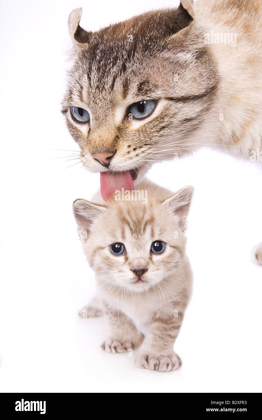 Mother cat licking baby kitten isolated on white background Stock Photo