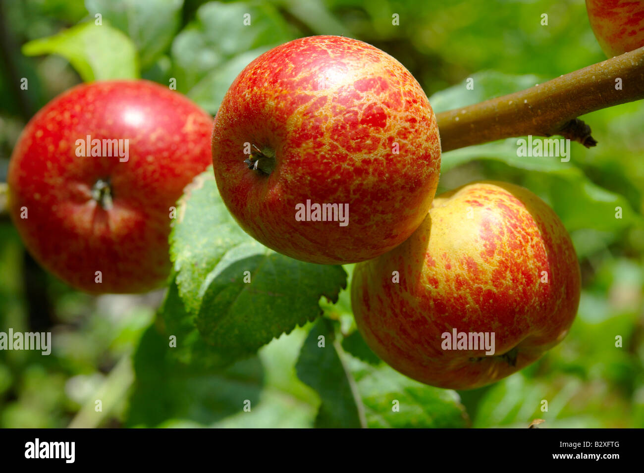 Faxton Fortune red apples on the tree Stock Photo