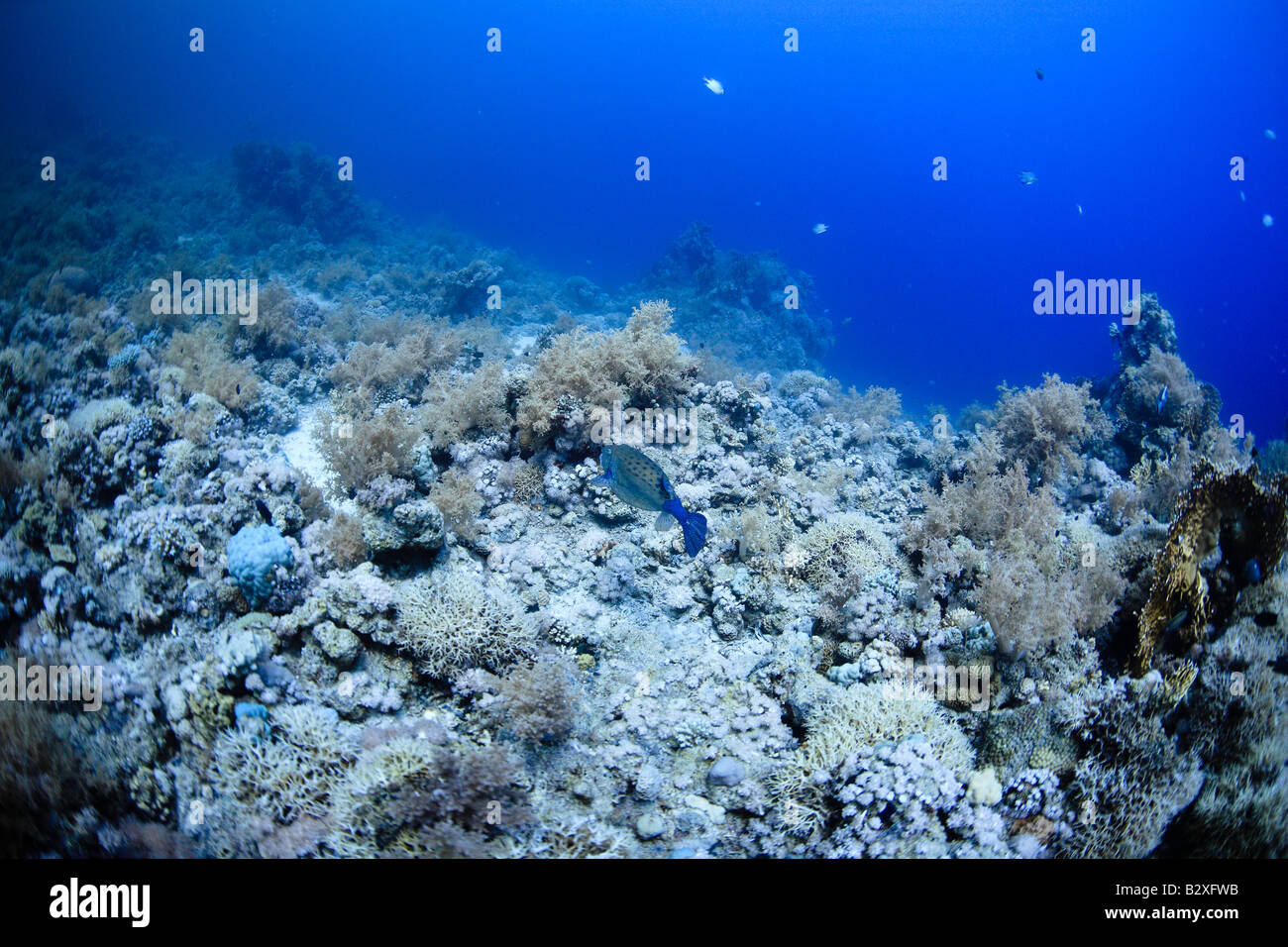 Flora And Fauna Red Sea Egypt Stock Photo Alamy