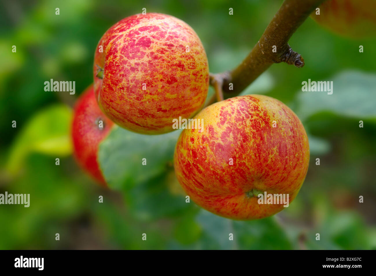 Organic Faxton Fortune red apples on the tree Stock Photo