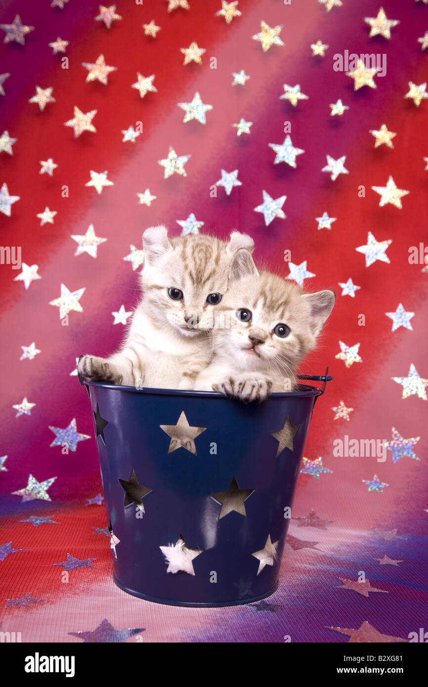 Cute Patriotic kittens on red white and blue background in blue bucket Stock Photo