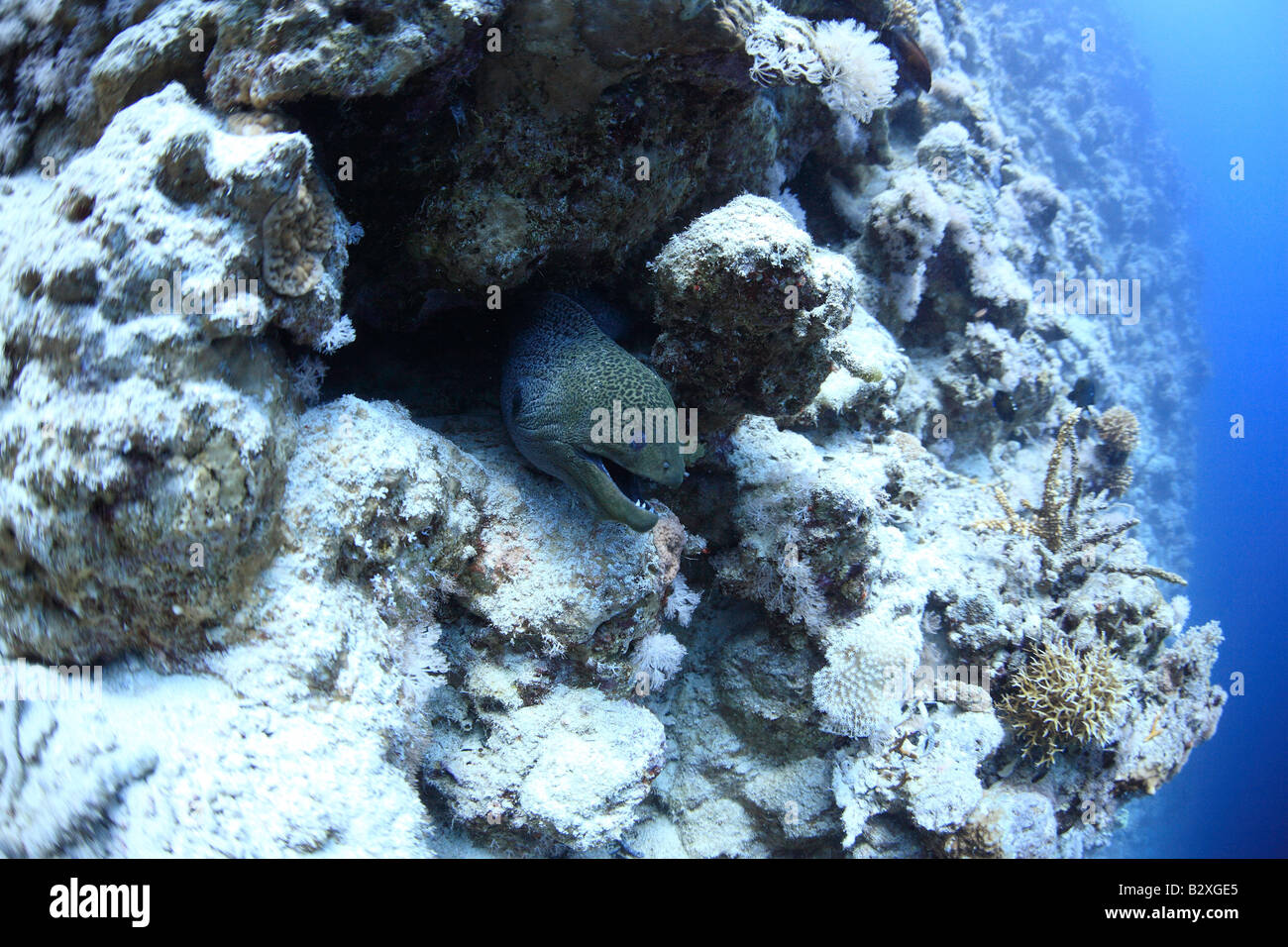 Moray eel, Red Sea, Egypt Stock Photo Alamy