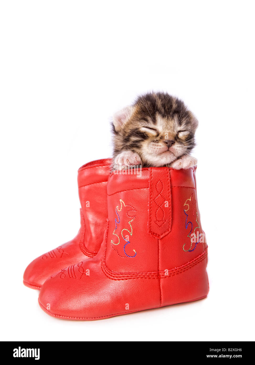 Baby cat boots sale