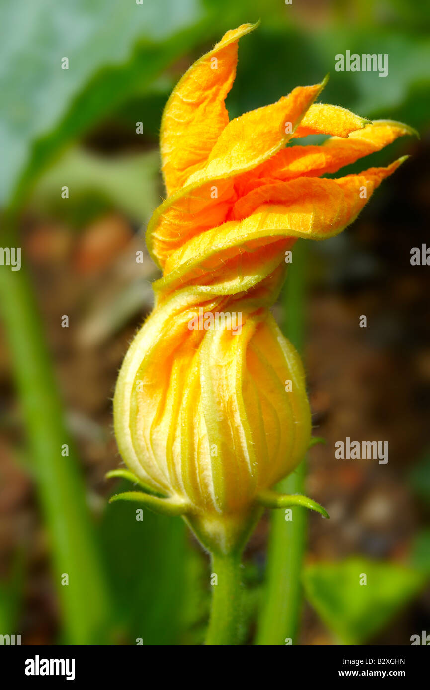 Yellow organic courgette marrow flower growing Stock Photo