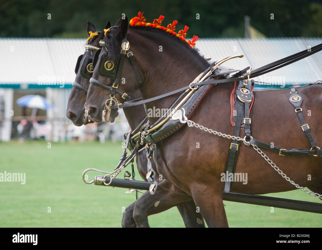 Shire Horses at Bakewell Show Derbyshire Stock Photo