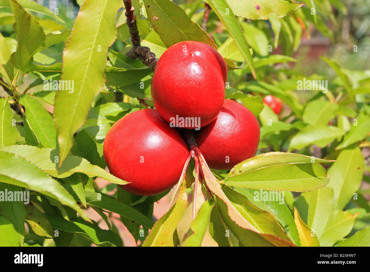 NECTARINE FRUIT RIPENING ON TREE CLOSE UP Stock Photo Alamy