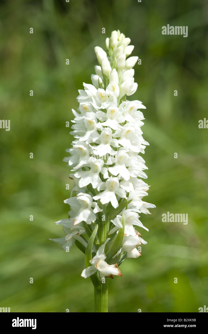 Common Spotted orchid (Dactylorhiza fuchsii alba) white flowers spike on the road verge North Yorkshire England UK Europe June Stock Photo