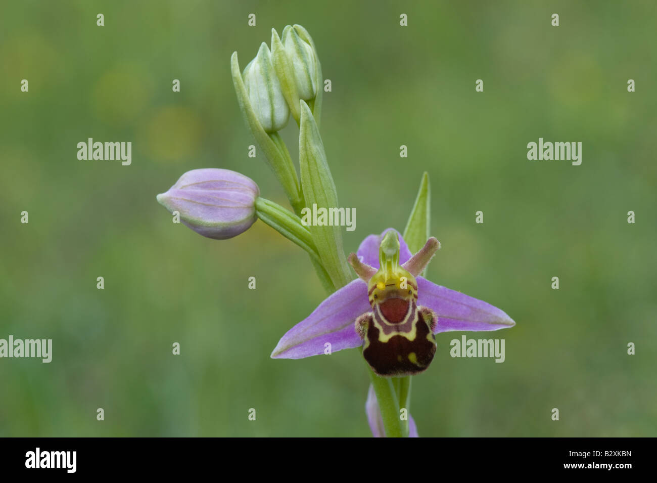 Bee Orchid (Ophrys apifera) flowers on chalk Wharram Quarry Nature