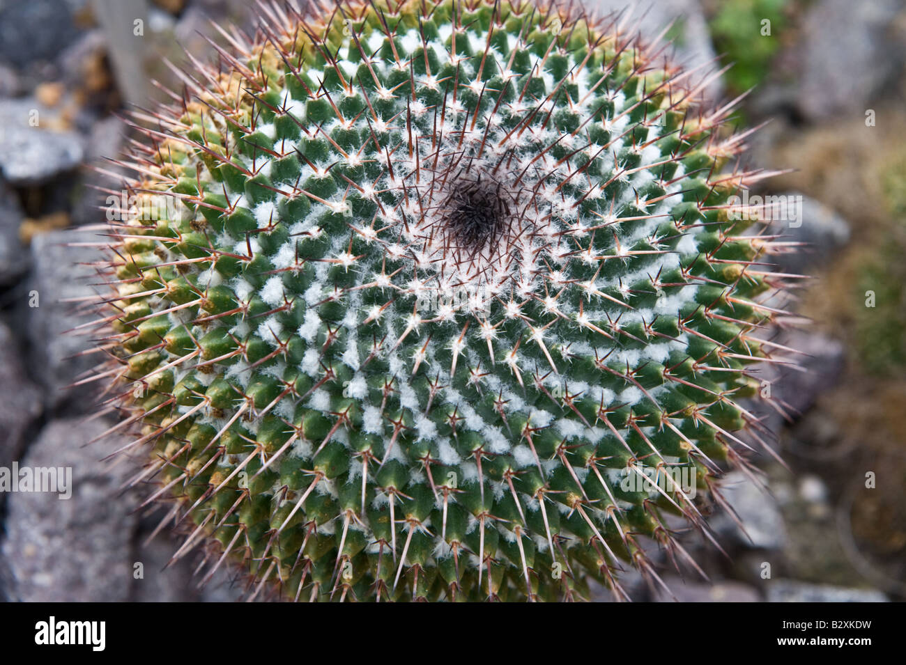 Arizona Snowcap (Mammillaria gracilis) cactus grows in conservatory