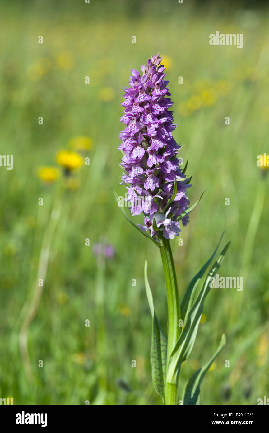 Spring june britain uk hi-res stock photography and images - Alamy