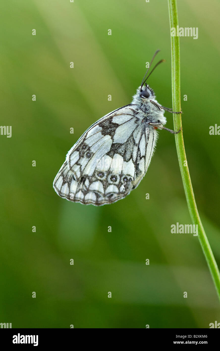 Marbled White Butterfly (Melanargia galathea) at rest Portrait Stock Photo