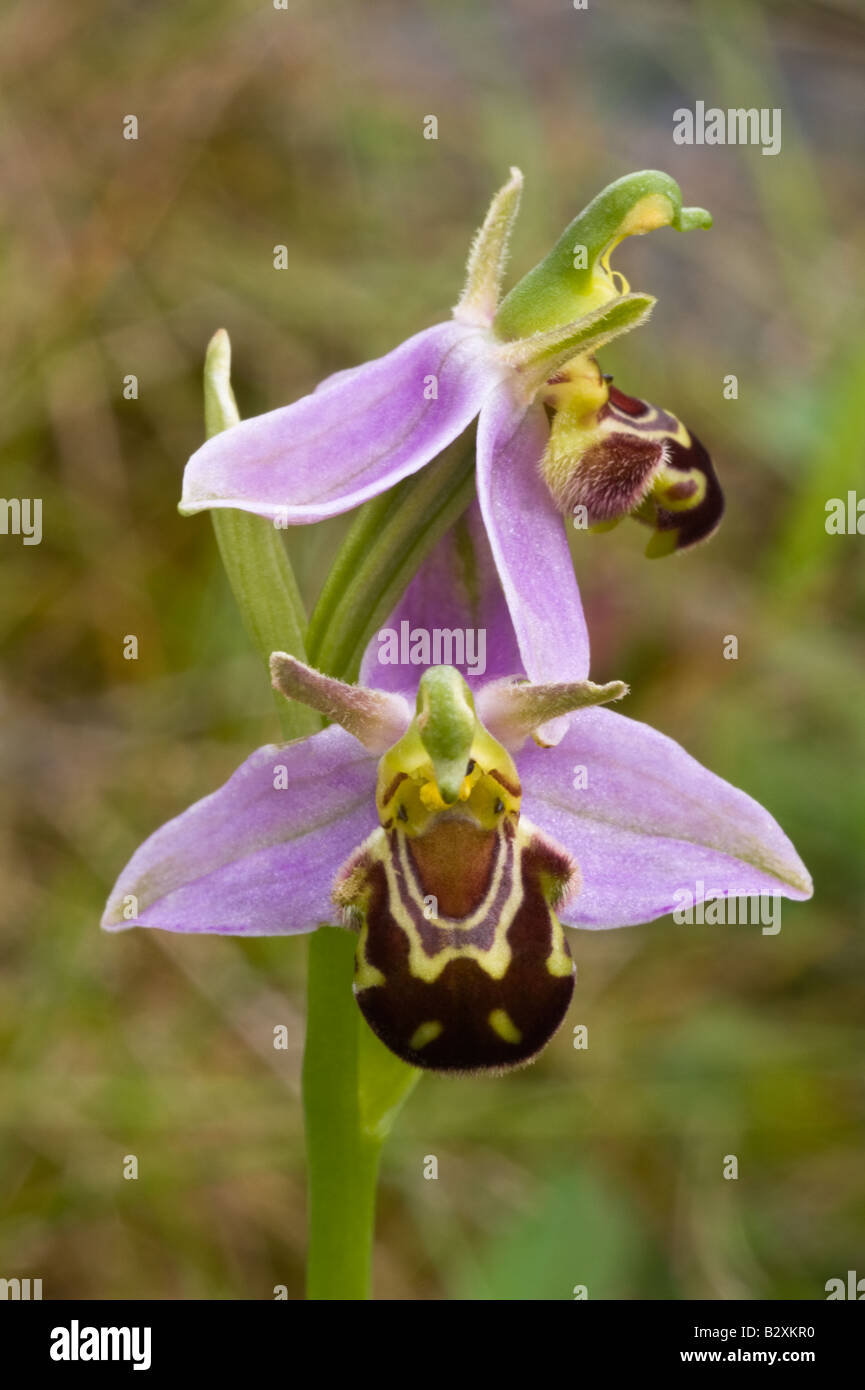 Bee Orchid (Ophrys apifera) flowers Miller's Dale Derbyshire UK Europe