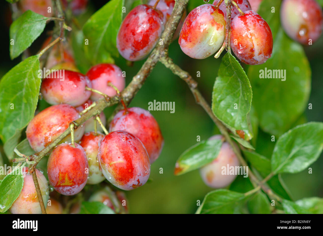 Victoria plum orchard hires stock photography and images Alamy