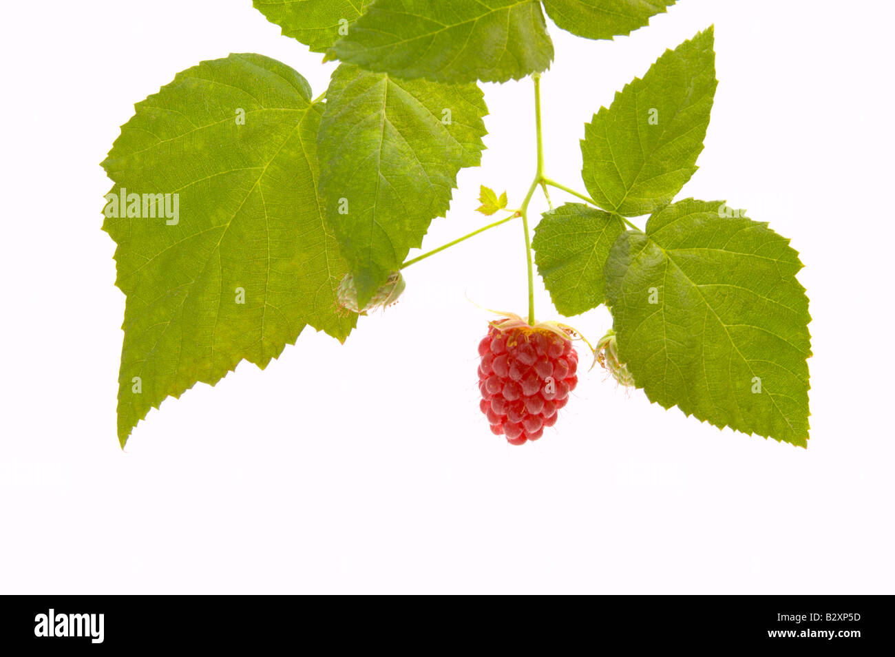 Tayberry plant isolated on white showing leaves and fruit Stock Photo