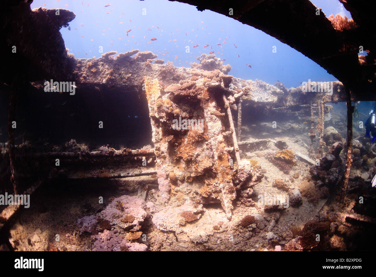 A colonised underwater wreck in the Red Sea, Egypt Stock Photo - Alamy