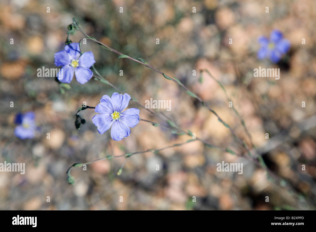 Blue Flax flowers in Bryce Canyon 2 Stock Photo