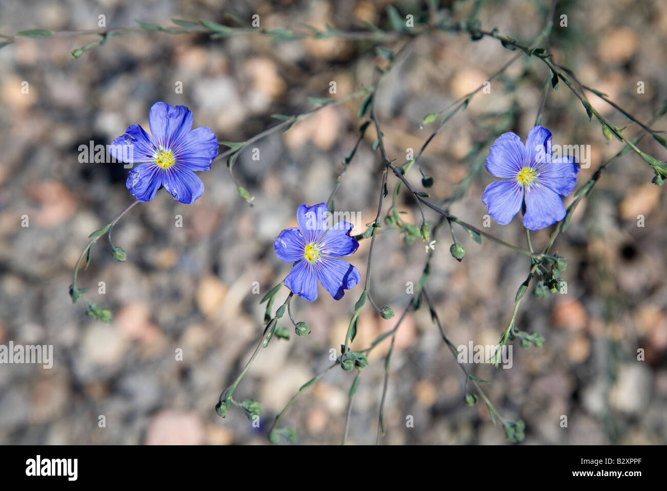 Blue Flax flowers in Bryce Canyon Stock Photo