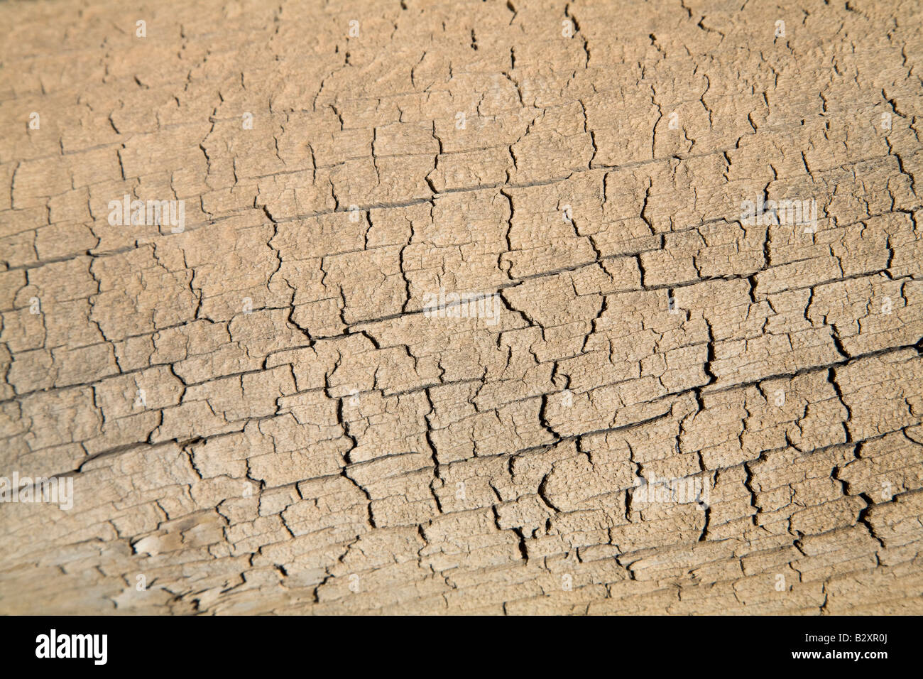 Desiccated tree hi-res stock photography and images - Alamy