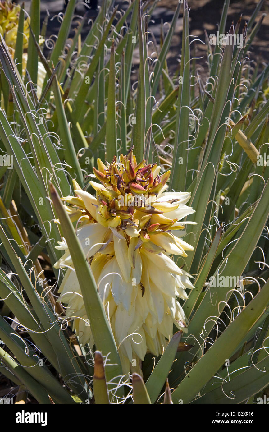 Cactus flower, Mesa Verde Stock Photo